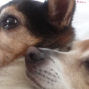 Meet your Posher, Dorine